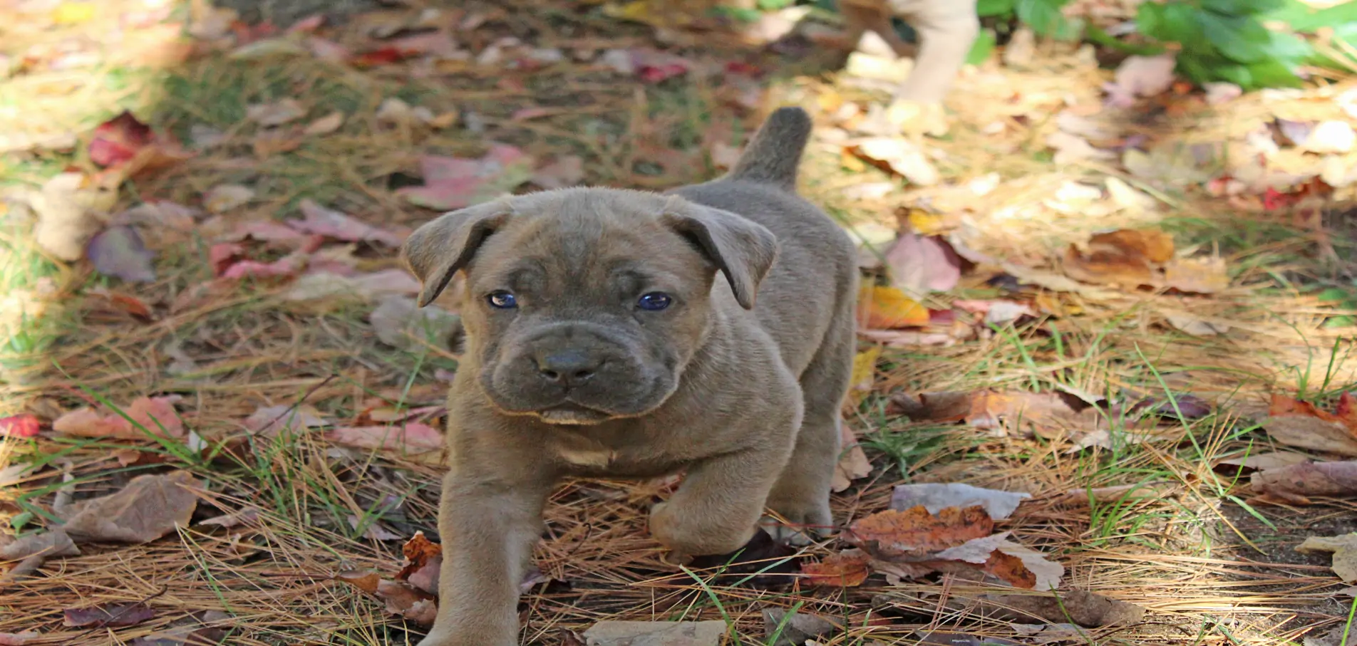 Cane Corso