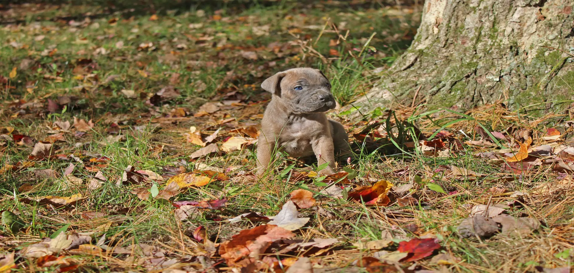 Cane corso