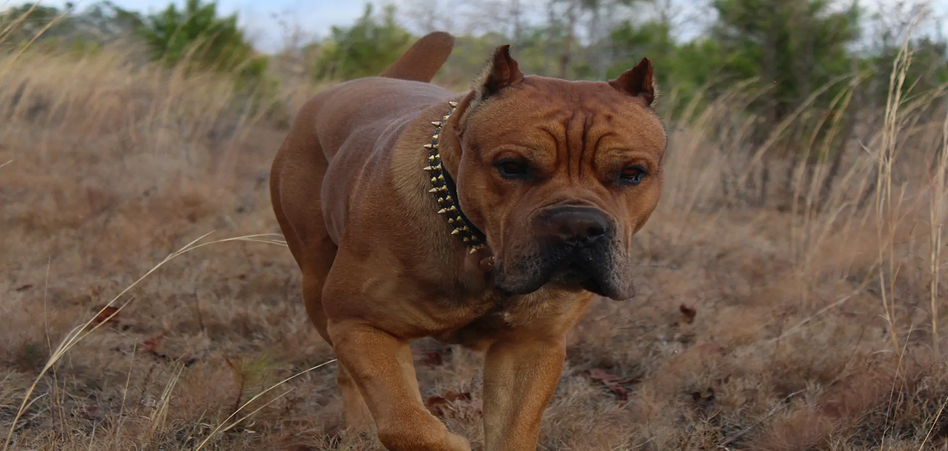 Cane Corso